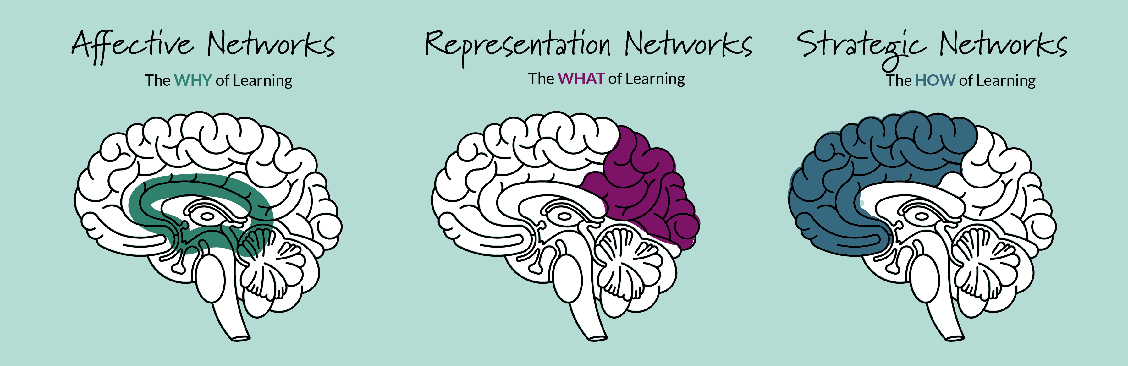 Networks of Brain - the why of learning, the what of learning, the how of learning