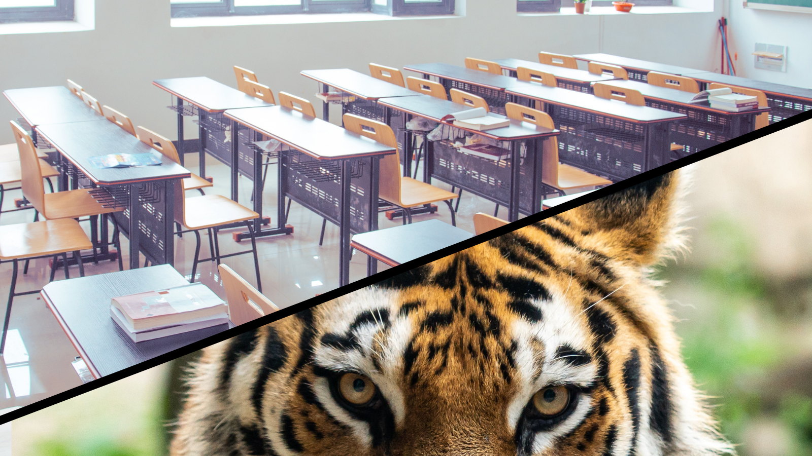 tiger in classroom