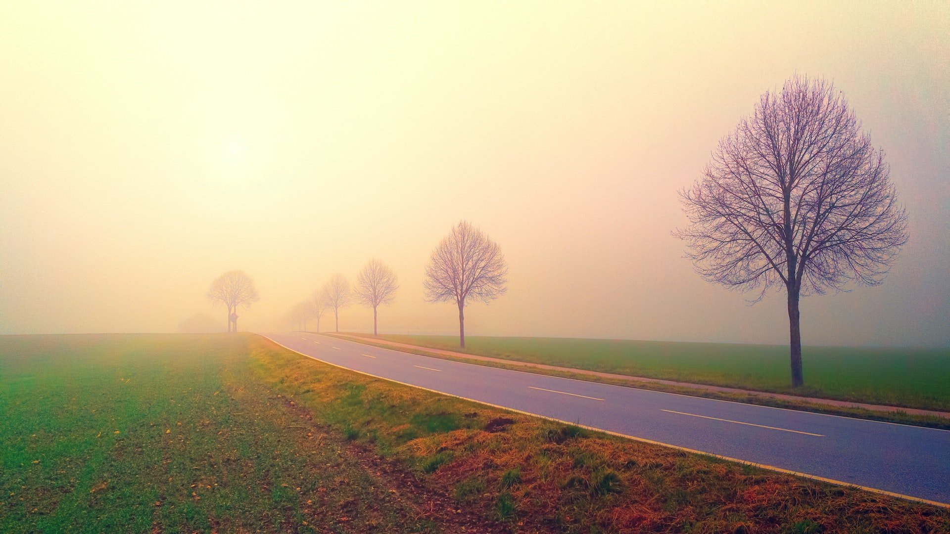 peaceful image of trees along a road